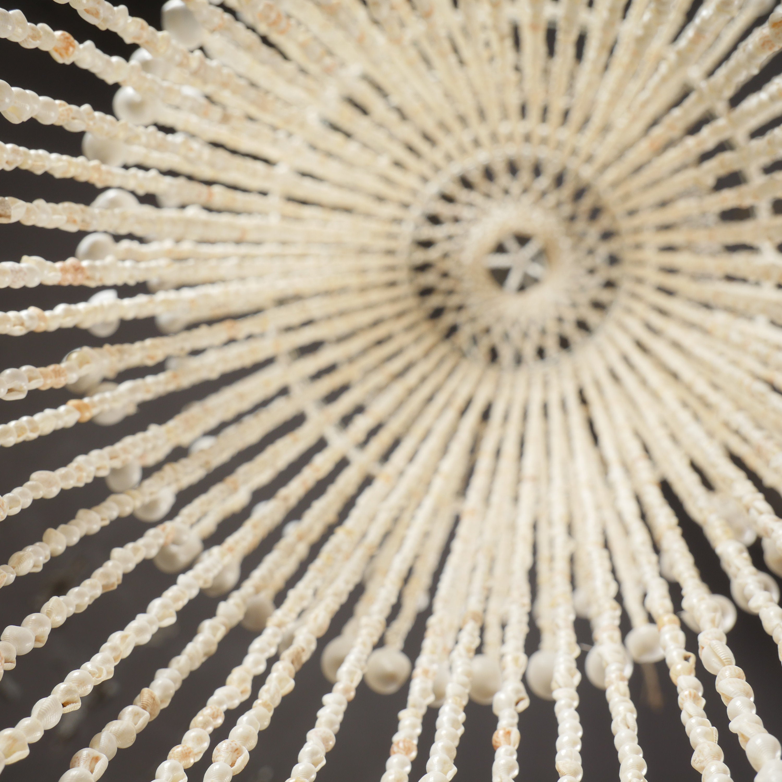The Nassa Shells Pendant Light